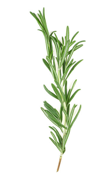 istock Fresh rosemary sprig isolated over white background 1223319717