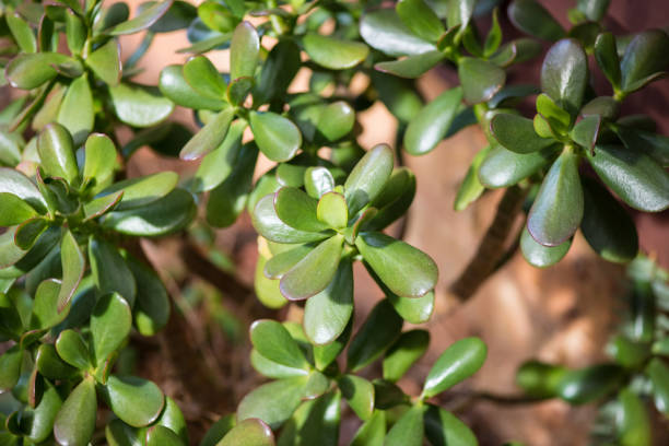 Crassula ovata, commonly known as jade plant, lucky plant, money plant or money tree