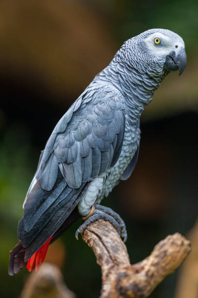istock Parrot sits on the dry tree with natural background 1223322577