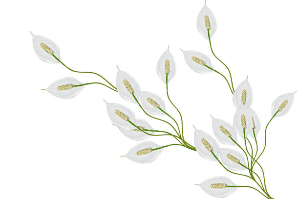 istock flowers isolated on white background 1223322870