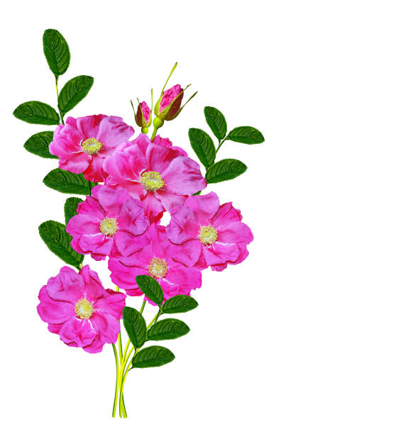 istock wild rose garden flowers 1223322922