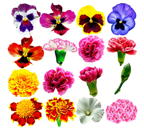 istock flowers isolated on white background 1223322960