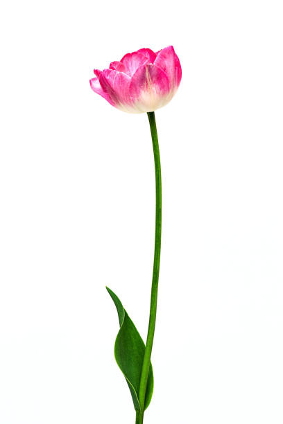 tulipán de color rosa y blanco sobre fondo blanco - una sola flor fotografías e imágenes de stock