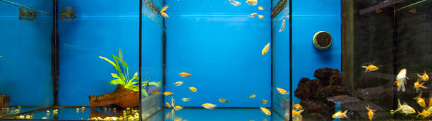istock Aquarium fish Trichogaster trichopterus sumatranus var. Gold 1223324492