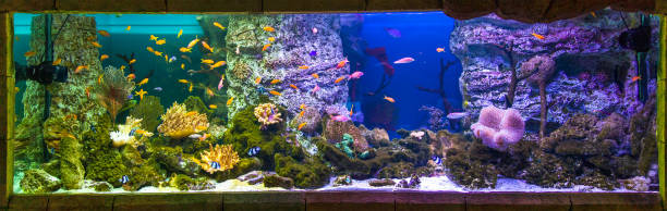 istock Panoramic aquarium with tropical fish and corals 1223324513