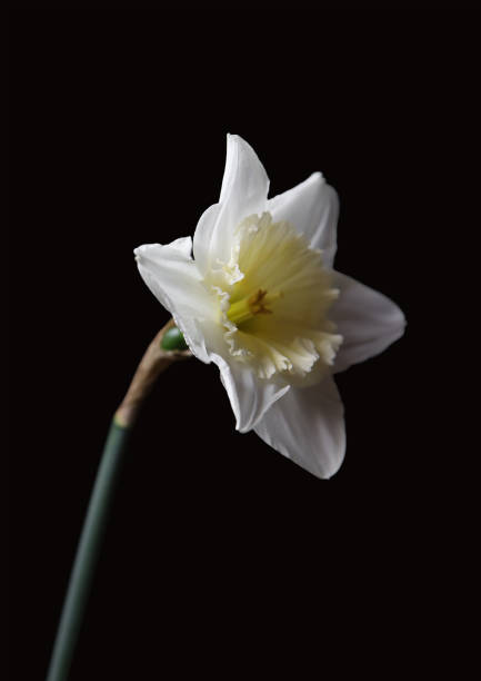 istock The opened flower of the daffodil. 1223324554