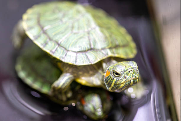 istock Red-eared sliders in the terrarium, macro 1223324574