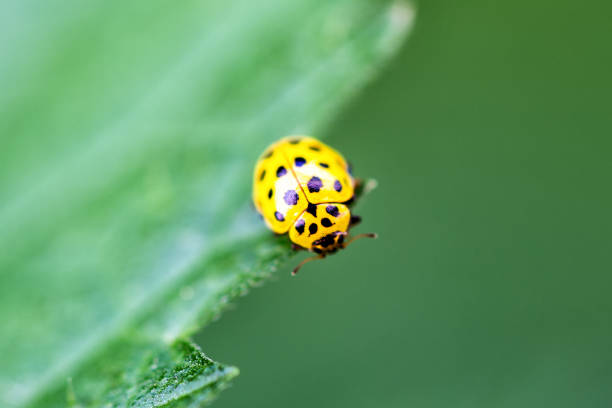 Close Up of A Ladybird Ladybug On White Background