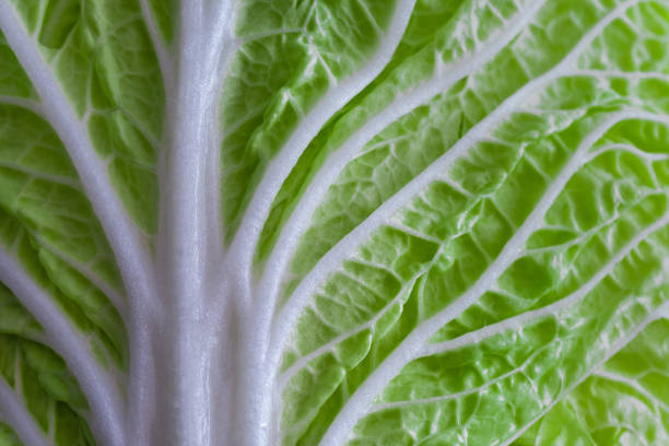 istock leaf of fresh chinese cabbage or napa cabbage texture macro view 1223327097