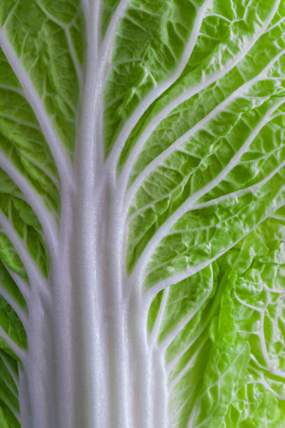 leaf of fresh chinese cabbage or napa cabbage texture macro view