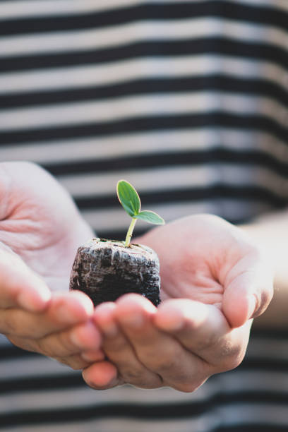 istock hands hold the soil with a sprout 1223327722
