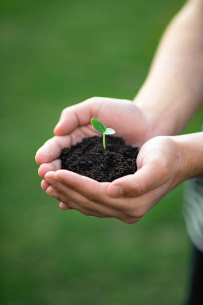 istock hands hold the soil with a sprout 1223327738