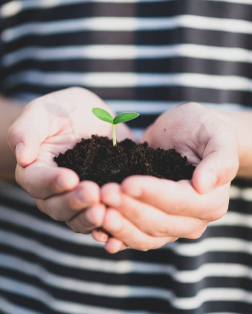 istock hands hold the soil with a sprout 1223327744