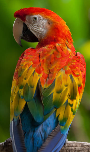istock Parrot sits on the dry tree with natural background 1223328282