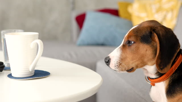 Curios beagle puppy sniffing the coffee cup on a table