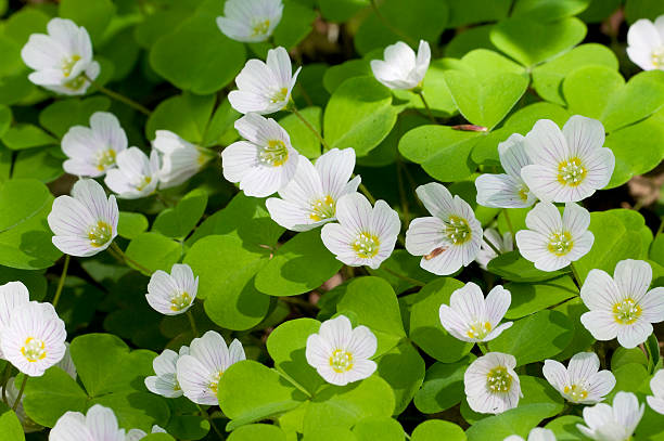 oxalis flowers  wood sorrel stock pictures, royalty-free photos & images