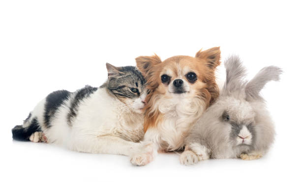 istock rabit, cat and chihuahua 1223332063