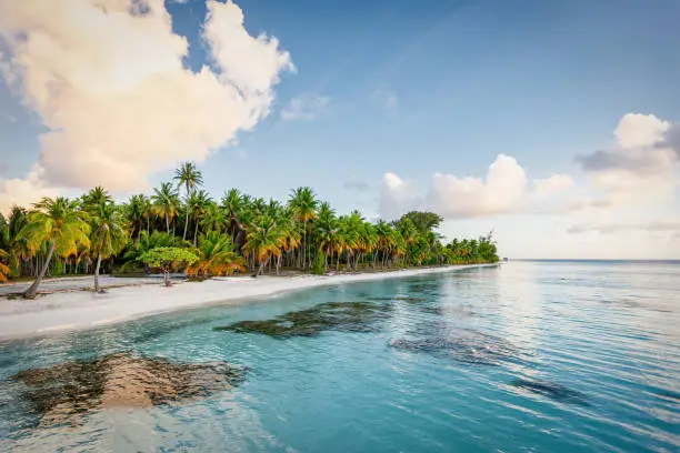 French Polynesia Fakarava Atoll Beach. Natural transparent blue, turquoise lagoon and white sandy beach with tropical palm trees. Fakarava Atoll Island Beach, Tuamotu Islands Archipelago, French Polynesia, South Pacific Ocean.