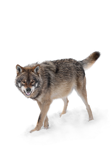 gray wolf with a grin is isolated on a white background.