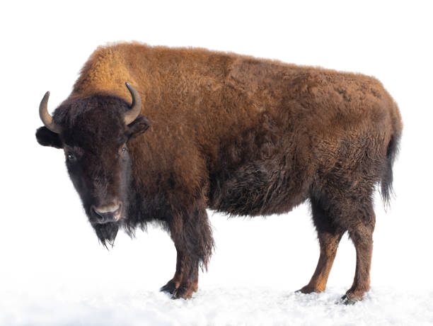 istock bison stands in the snow isolated on a white 1223334300