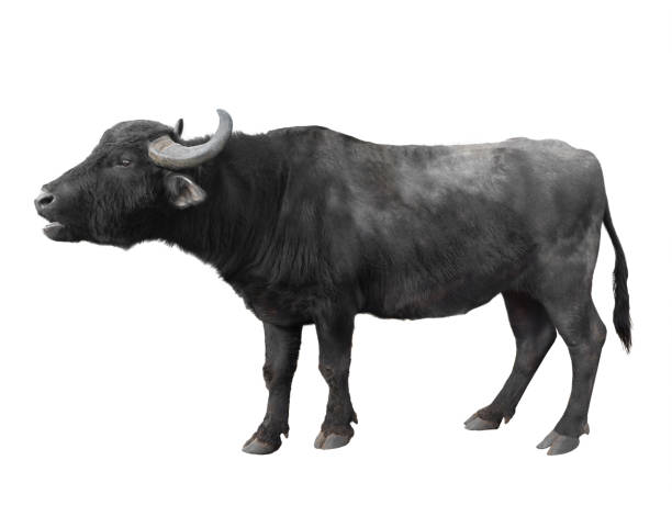 istock Carpathian buffalo isolated on a white 1223334310