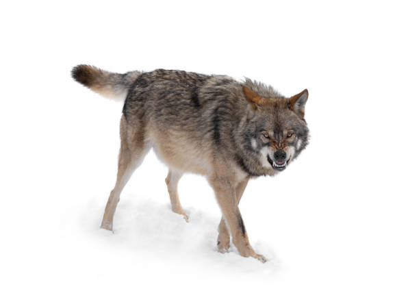 gray wolf with a grin is isolated on a white gray wolf with a grin is isolated on a white background. snarling photos stock pictures, royalty-free photos & images