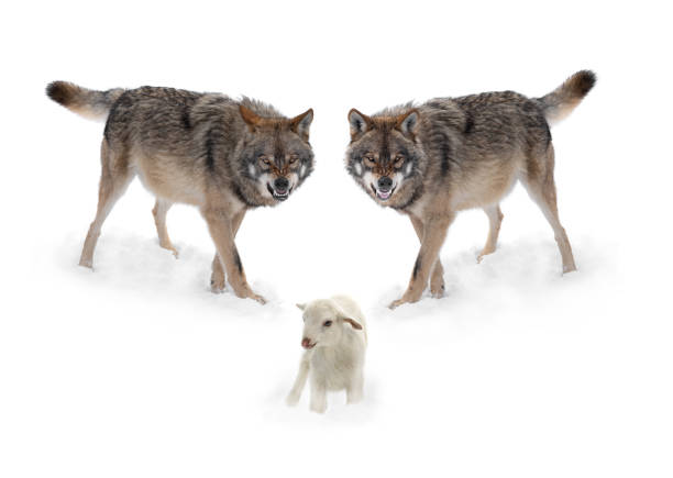 미소와 양을 가진 두 마리의 늑대가 하얀 색으로 고립되어 있습니다. - winter dog non urban scene horizontal 뉴스 사진 이미지