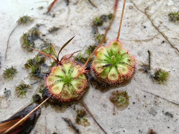Sundew (Drosera Burmannii) carnivorous plant Drosera Burmannii (Sundew) carnivorous plant, flora can eat insect peltata stock pictures, royalty-free photos & images