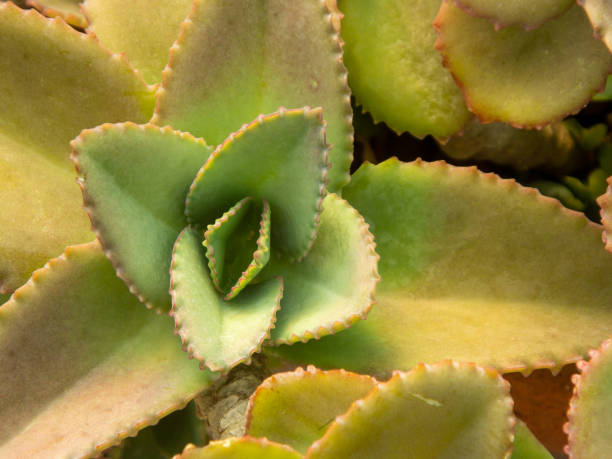 istock Tree leaves in the garden Has a star shape. 1223336400