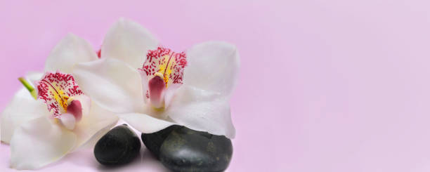 istock beautiful white orchid flowers on pebbles on pink background 1223337333