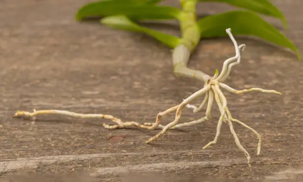 Orchid roots dendrobium nobile on a wooden background.