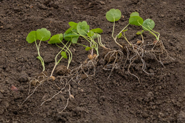 istock Nasturtium seedlings germinated, How to repot nasturtium concept 1223338947