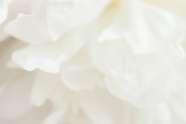 Photo of Closeup view of white peony flower.