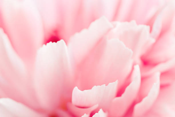 Macro view of pink peony flower. Soft pastel wedding background.
