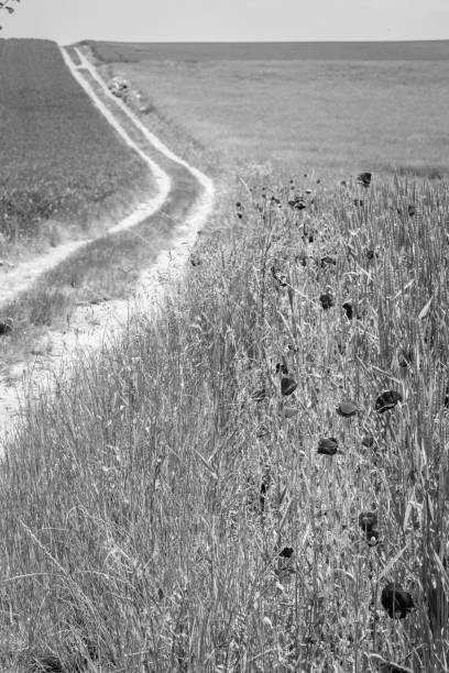 istock Easy dirt road between cereal fields with poppies in black and white 1223340179