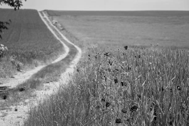 istock Easy dirt road between cereal fields with poppies in black and white 1223340180