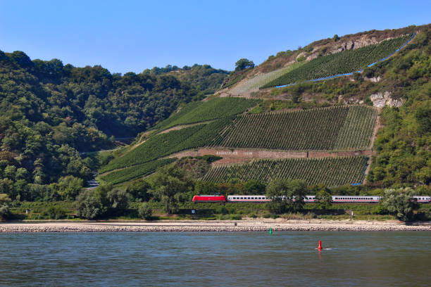 A train with a red engine running along the river Rhine, at the foot of a hill with forests and vineyards, near Bacharach, Germany
