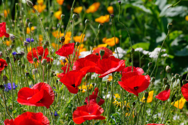 istock Flower meadow with poppies 1223342118