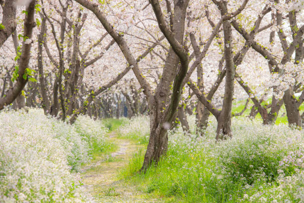 Row of cherry blossom trees in the morning