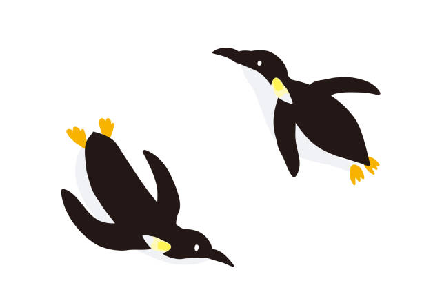 ilustrações de stock, clip art, desenhos animados e ícones de illustration of two swimming penguins - penguin animal white background king penguin