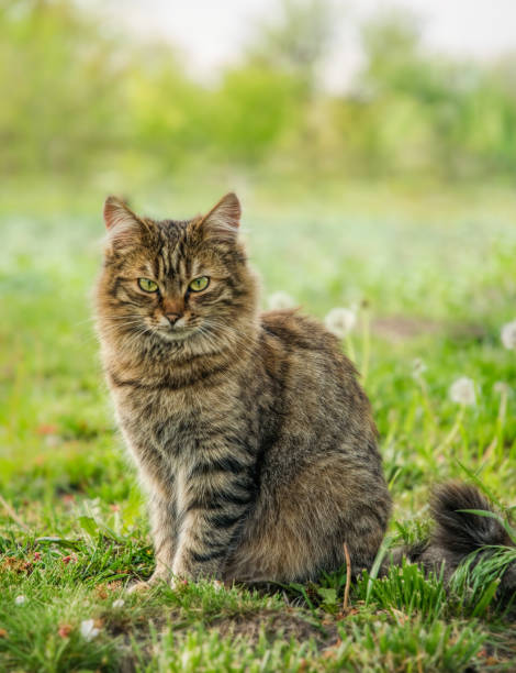 istock Tabby fluffy cat on a background of a sunny garden 1223344269