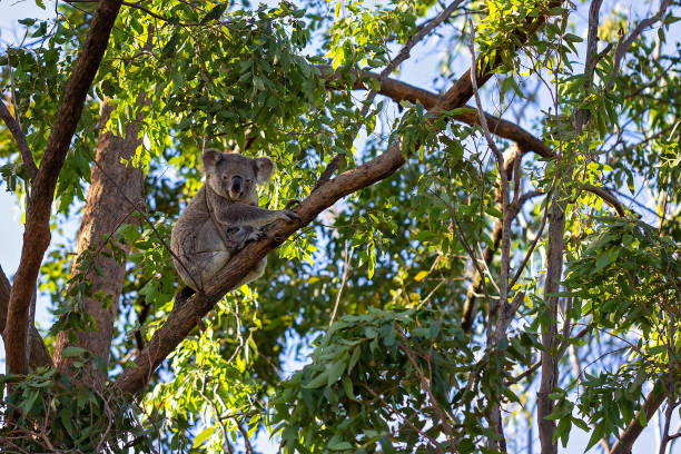 Koala In A Gum Tree An Australian koala sitting on the branch of a tree in his native environment, the eucalyptus forest koala tree stock pictures, royalty-free photos & images