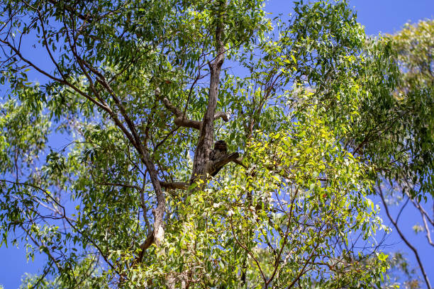 istock Tawny Frogmouth 1223344908