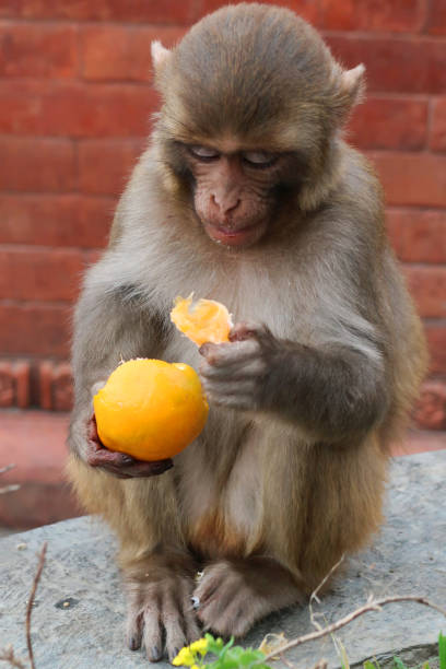 istock Image of infant macaque (Macaca mulatta) monkey, sat on wall looking at an orange, feeding on citrus fruit in India 1223345582