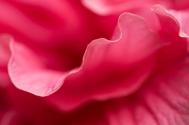 istock hibiscus flower fragment 122334562