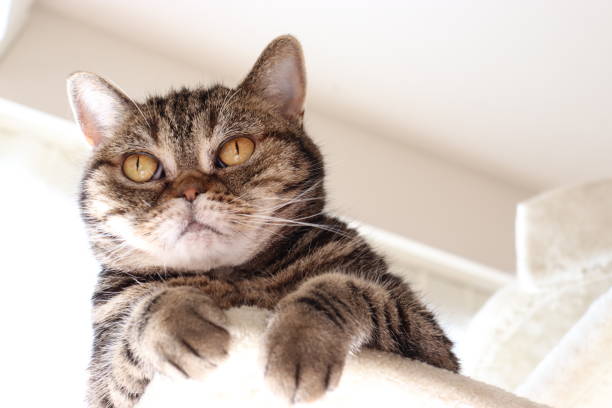 istock A little scary face cat in the sunshine. 1223345696