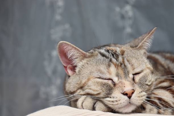 istock A cat that sleeps comfortably in the sunshine. 1223345725