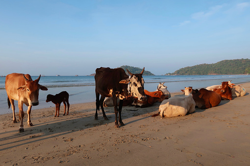 Atmospheric image of cows walking along the sandy seashore with sunset behind on tropical bay on southern beach in Sri Lanka.