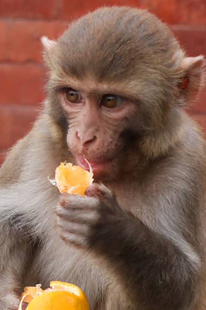 istock Image of infant macaque (Macaca mulatta) monkey, sat on wall eating an orange, feeding on citrus fruit in India 1223346041
