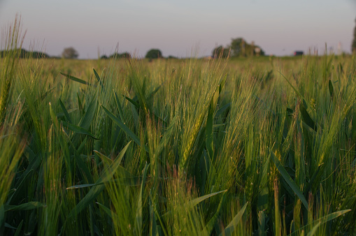 Field of wheat in a silver shiny evening sun